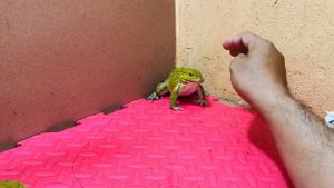 Frog vs fingers screaming frog funny bullfrog rip my fingers