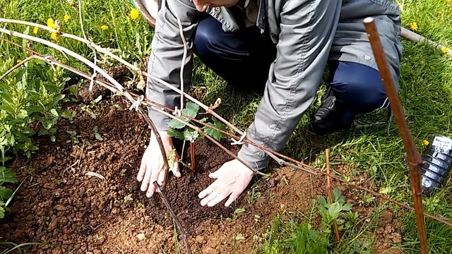 Посадка винограда весной.
