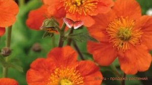 Гравилат обыкновенный Кой ? обыкновенный гравилат Кой обзор: как сажать, семена гравилата Кой