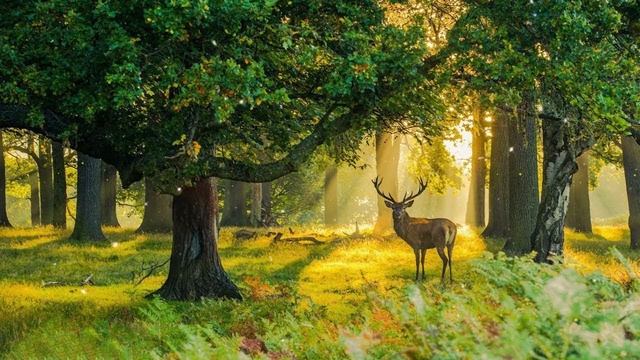 С ПРАЗДНИКОМ 8 МАРТА! Весенние цветы и красивое поздравление от всей души! 70