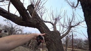 Торможение РОСТА дерева улучшает урожай, способы приостановки. Перевод энергии роста веток в урожай