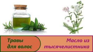 Масло тысячелистника.Изготовление вытяжки в домашних условиях.Тысячелистник для волос пробуем рецепт