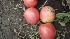 ТОМАТ АЛТАЙСКИЙ СЮРПРИЗ, ВЫРОСШИЙ НА УЛИЦЕ БЕЗ ПАСЫНКОВАНИЯ  Ольга Чернова 8 августа