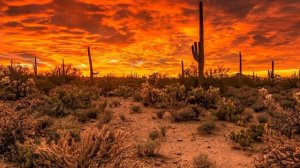 Joni Mitchell. Cactus Tree
