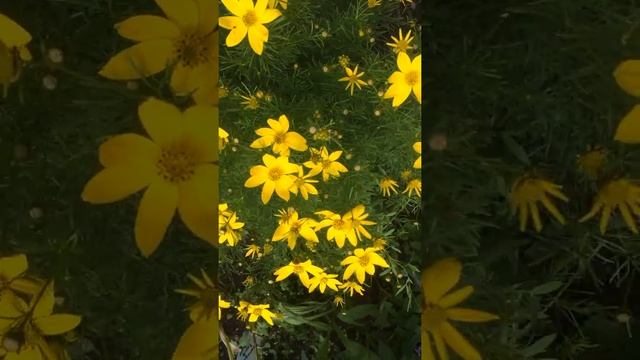 Кореопсис мутовчатый Загреб (Coreopsis verticillata Zagreb)