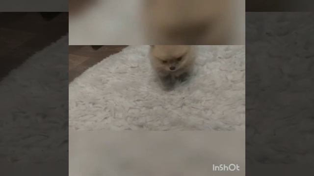Щенок мини шпица