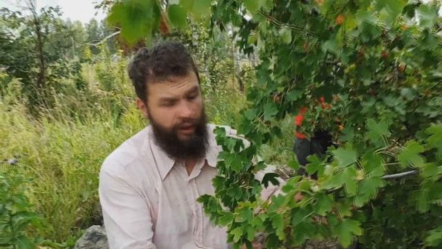 Поехали мы все в августе собирать нашу любимую ягоду: Йошту! Большая семья в селе это ЗДОРОВО! смотреть онлайн