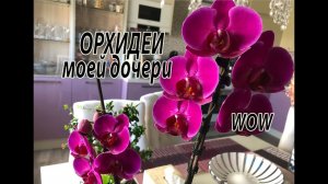 ОРХИДЕИ моей дочери. WOW! 3.07.2022.