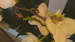 ОТ ЭТОГО УХОДА ЗАЦВЕТАЮТ ВСЕ ОРХИДЕИ ! СУПЕР ПОДКОРМКА И ЦВЕТЕНИЕ ОРХИДЕЙ ! УХОД ДЛЯ ФАЛЕНОПСИСОВ !