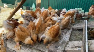 что это за странный мягкий камень, цыплята разобрались хотя потребовалось время