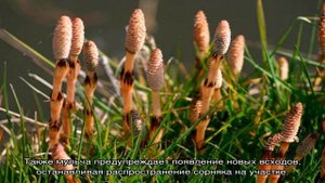 Как бороться с хвощем на огороде, используя простые и эффективные способы