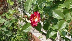 🌹"Огонь" в вашем саду🌹 Плетистая роза "Фоурт оф Джули". Яркая, ароматная, повторно цветущая.