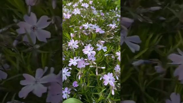 Шелковидный флокс #природа #россия #весна #флокс #шеловидныйфлок #растения #сад #огород #nature смотреть онлайн