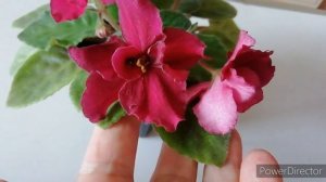 ЦВЕТУЩИЕ ФИАЛКИ. Фиалки июль 2020. Цветение фиалок.Обзор. //Розовые барашки и розовое злато??