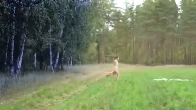 Похититель снов. смотреть онлайн