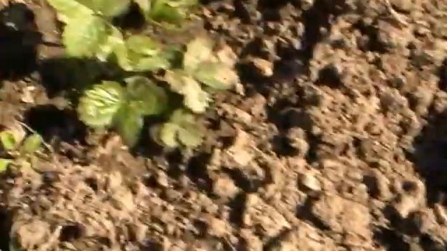 Земляника из семян -результат высадки рассады в грунт. смотреть онлайн