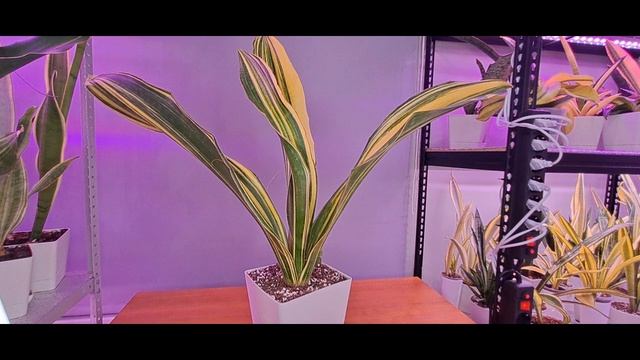 Ответы на Ваши вопросы и небольшой обзор сансевиерии Малави Миднай.