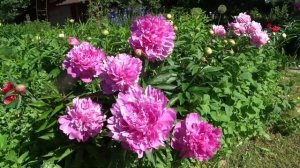 Пион МАДАМ РОЗА РАНДОТЬЕ ?? Paeonia MADAME ROSE RENDATTER: обзор, описание, цветение, отзыв