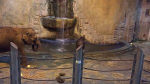 Слон Филимон (Московский зоопарк)