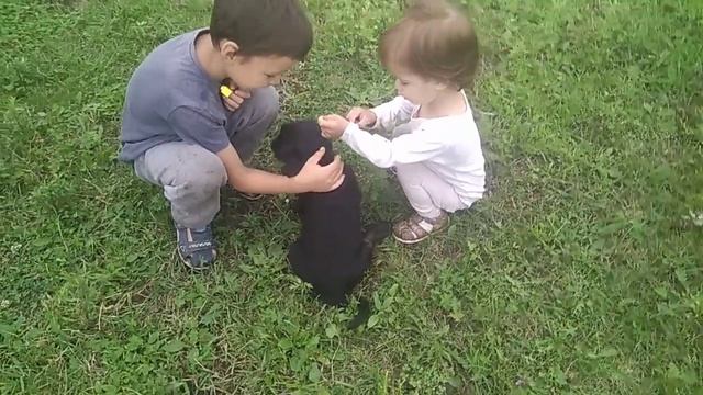 Щенок ризеншнауцера окраса чёрное серебро возраст 1 месяц смотреть онлайн