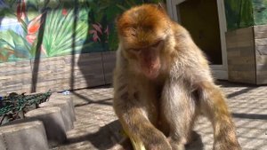 Monkey//Обезьяна живет с семьей 4 года. 10 минут из жизни домашней макаки