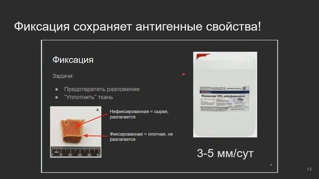 Основы иммуногистохимии | Элементарная гистология