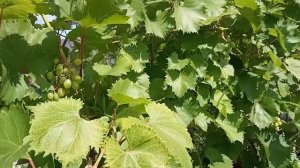 Уход за виноградом в июле.Подкормка,полив,обработка от болезней.