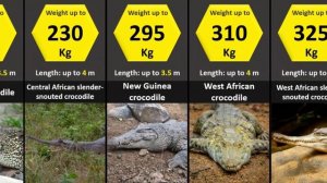 Size Comparison: Crocodilians (Crocodiles, Alligators, Caimans, Gharial)