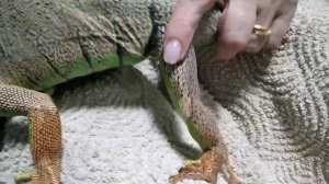 Игуана меняет цвет | Могут ли игуаны менять окраску? | Самые умные ящерицы | Очаровательные рептили