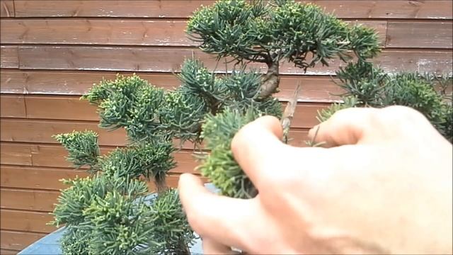 Juniperus Chinensis three trunk bonsai 1 смотреть онлайн