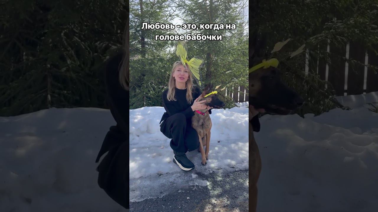 Малинуа - это любовь! #малинуа #бельгийскаяовчарка #собака