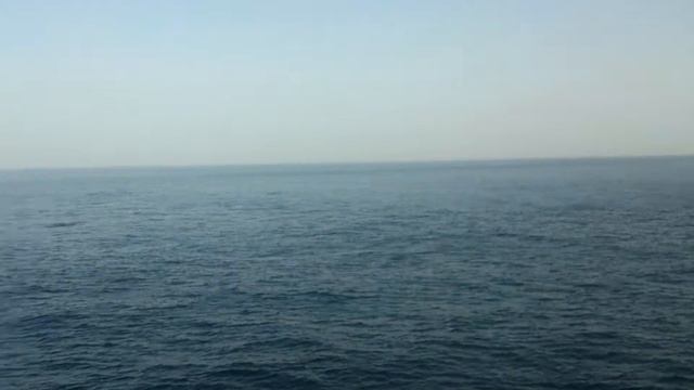 Стая дельфинов в открытом океане смотреть онлайн