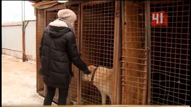 Приют для бездомных собак в Екатеринбурге смотреть онлайн