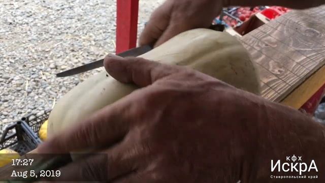 Тыква Плуто F1.