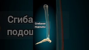 длинный сгибатель большого пальца стопы/иннервация. действие. начало. прикрепление.