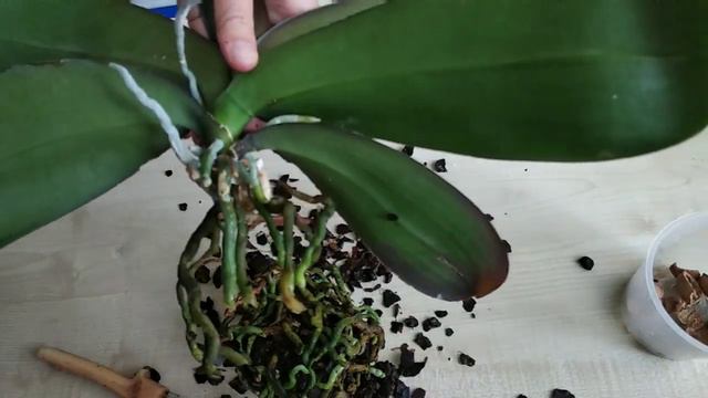 Размножение орхидей путём деления куста. Омоложение орхидеи.