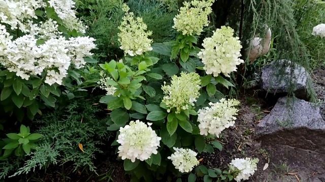 Гортензия Мохито, Скайфолл, Самарская Лидия, Канделайт. #гортензия
