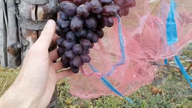 Виноград Шоколадный он же ПГ-12,Марадона. смотреть онлайн