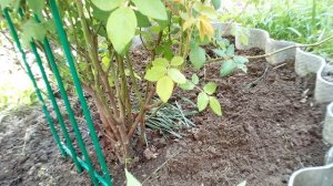 Подкормка розы банановой кожурой