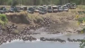 Великая Миграция животных в Танзании