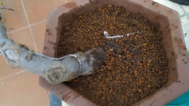 Когда пересаживать бонсай в горшок для кенгай? Чем горшки для кенгай отличаются от обычных горшков?