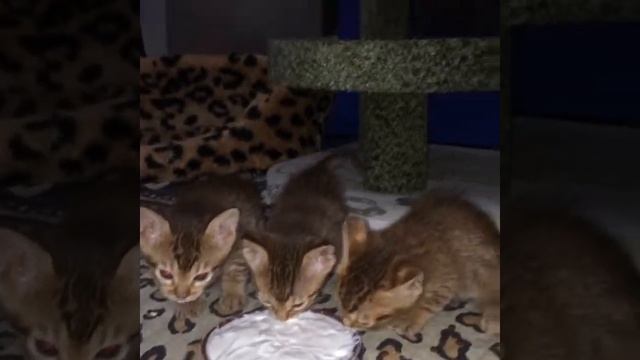 Котята породы оцикет EmiBell*RU cattery (Litter D) кушают творожок