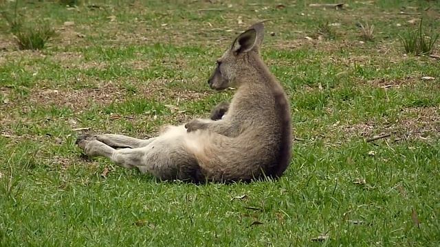 Australian Wildlife: Young Eastern Grey Kangaroo смотреть онлайн