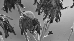 СОСЕДКА ВЕДЬМА ИЛИ ЭНЕРГЕТИЧЕСКИЙ ВАМПИР. Что делать если соседка ведьма? Плохие соседи. Соседка.