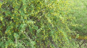 Как цветет Барбарис.