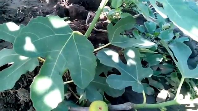 Самый простой способ вырастить инжир