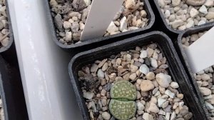 Растения для любителей суккулентов.Грибная пора.Цветение литопсов.Lithops.