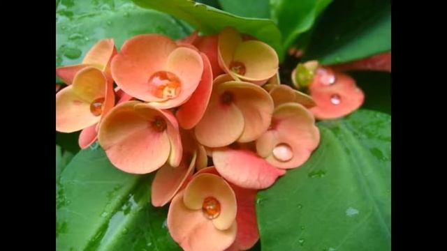 Молочай Миля уход в домашних условиях,выращивание и размножение смотреть онлайн