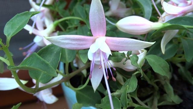 Fushsia flower,Fuchsia hybrida,fukszia смотреть онлайн