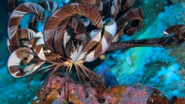 Морские лилии (лат. Crinoidea) смотреть онлайн